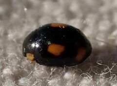 Hyperaspis quadrioculata