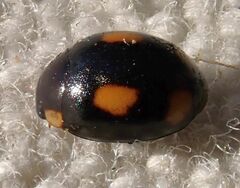 Hyperaspis quadrioculata