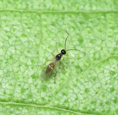 Aphidiinae