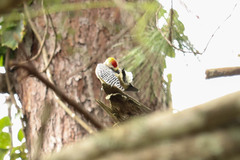 Melanerpes hoffmannii