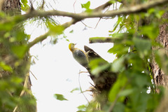 Melanerpes hoffmannii