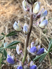 Lupinus formosus