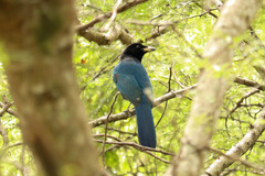 Cyanocorax melanocyaneus