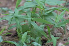Chasmanthium latifolium