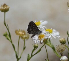 Theclinesthes serpentata