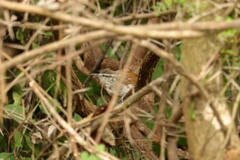 Cantorchilus modestus