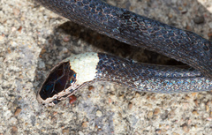 Cacophis harriettae