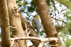 Melanerpes hoffmannii