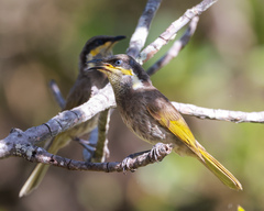 Gavicalis fasciogularis