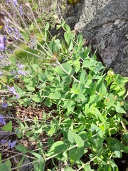 Veronica perfoliata