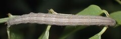 Catocala nuptialis