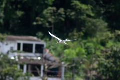 Thalasseus sandvicensis eurygnathus