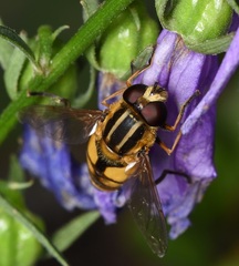 Helophilus latifrons