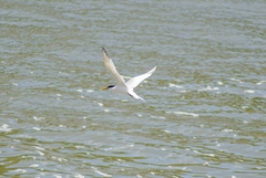 Thalasseus sandvicensis eurygnathus