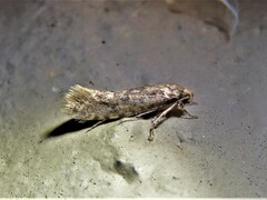 Cephitinea obscurostrigella