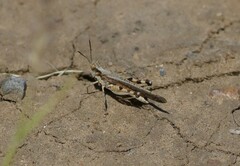 Pycnostictus seriatus