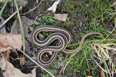 Thamnophis saurita septentrionalis