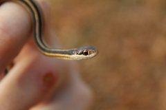 Thamnophis saurita septentrionalis