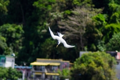 Thalasseus sandvicensis eurygnathus