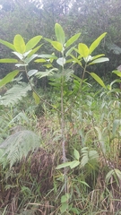 Bocconia frutescens