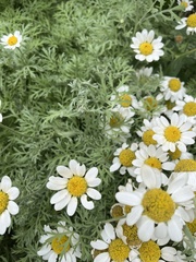 Anthemis punctata cupaniana