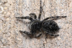 Phidippus borealis