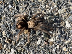 Aphonopelma johnnycashi