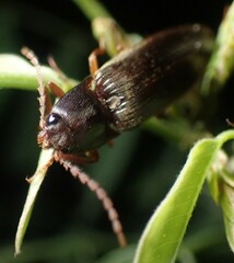 Hemicrepidius nemnonius