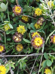 Trifolium spadiceum