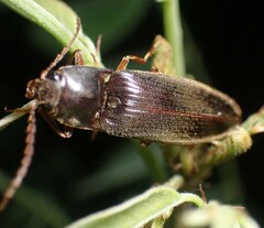 Hemicrepidius nemnonius