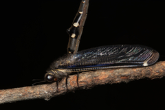 Stilbopteryx walkeri