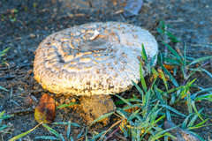 Chlorophyllum