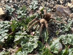 Aphonopelma johnnycashi