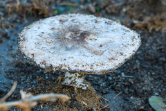 Chlorophyllum