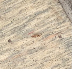 Temnothorax schaumii