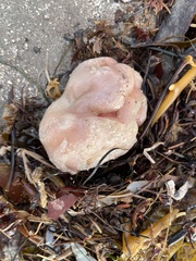 Aplidium californicum