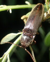 Hemicrepidius nemnonius