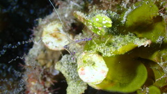 Ancylomenes pedersoni