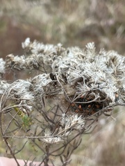 Eupatorium hyssopifolium