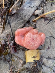 Aplidium californicum