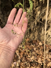 Scrophularia marilandica
