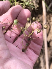 Scrophularia marilandica