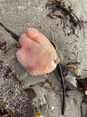 Aplidium californicum