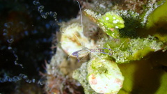 Ancylomenes pedersoni