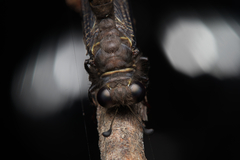 Stilbopteryx walkeri