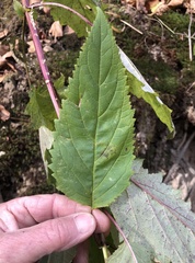 Scrophularia marilandica