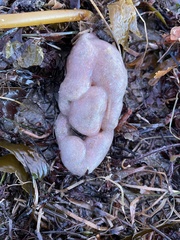 Aplidium californicum