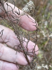 Eupatorium hyssopifolium