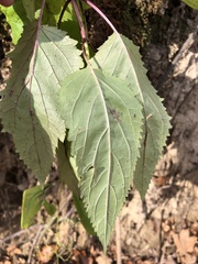 Scrophularia marilandica