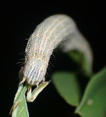 Catocala nuptialis